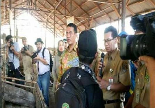 Menteri Pertanian Tinjau Perkembangan Sapi Indukan Brahman Cross Impor Di Kalimantan Timu